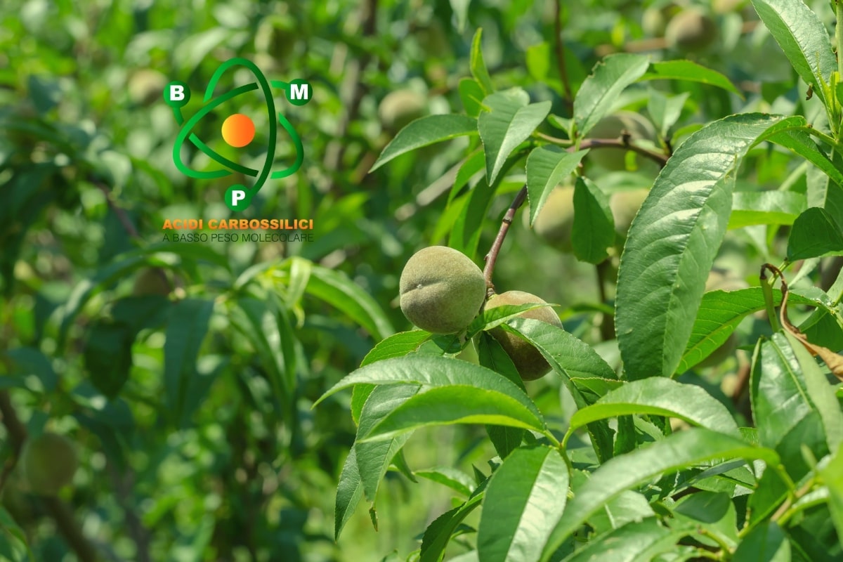 Alberi da frutto, una nutrizione efficace e mirata