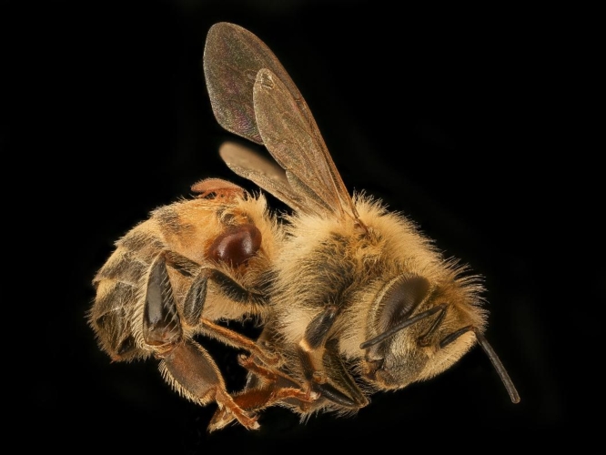 Un'ape con due esemplari di varroa. Un recente studio italiano ha mostrato che gli effetti del clothianidin possono avvantaggiare l'acaro e le virosi