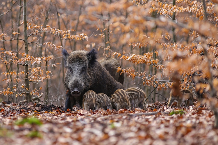 Caccia al cinghiale e abbattimenti controllati