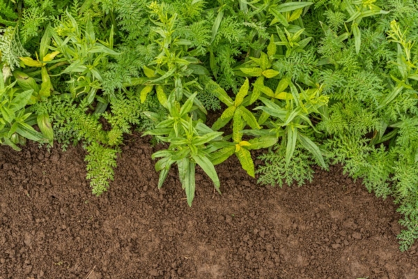 Cover crops: alleate rigenerative per la salute del suolo - Plantgest news sulle varietà di piante
