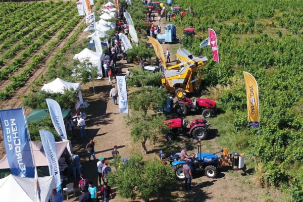 Uva da tavola, tutto pronto per Enopolis - Plantgest news sulle varietà di piante